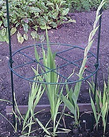 Опора для гладиолусов.